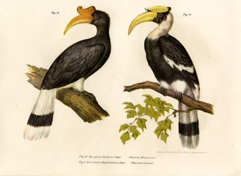 Calao rhinocéros, 1864